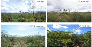 Image result for Panicum kalaharense