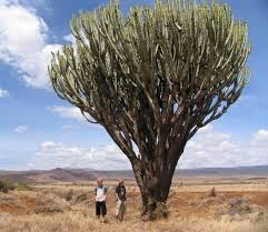 Image result for Agelanthus unyorensis