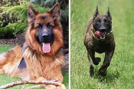 Dutch shepherds with long hair, on the other hand, need to be brushed weekly. Dutch Shepherd German Shepherd Mix An Unparalleled Guardian And Protection Dog Anything German Shepherd
