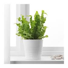 Ikea Us Furniture And Home Furnishings Ikea Plants Plants Ikea