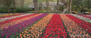 Noordoostpolder is expected to take place from the 18th of april to. Best Place To Stay Near The Tulips In Holland Tulips In Holland