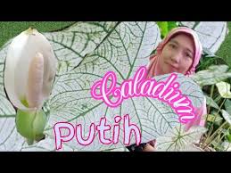 Cara Menanam Dan Merawat Keladi Putih White Cristmas Caladium Youtube