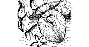 Seashell Drawing Gallery And How To Draw Videos Drawing tutorials of sea shell. seashell drawing gallery and how to
