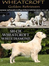 Our breeding dogs have passed all health clearance for eyes, heart, hips, elbows among other genetic tests. Wheatcroft