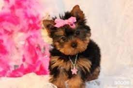 Maybe you would like to learn more about one of these? Buy Me One Babe Yorkie Puppy For Sale Yorkie Puppy Teacup Yorkie Puppy
