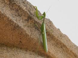 It resembles a praying attitude. A Praying Mantis Notes On A Spanish Valley