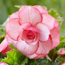 Image result for Begonia princeae