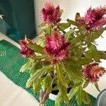 Image result for Celosia elegantissima