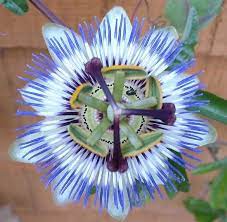 Pin On Plants