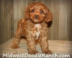Puppies for sale from dog breeders near minnesota. Midwest Doodle Ranch Home