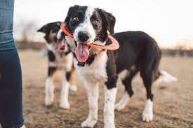 One of the other benefits to bringing your pet to a veterinary college for care is that veterinary call your vet to ask about discounted days or specials such as dental cleanings they might run throughout the year. Low Cost Pet Dental Care And Cleaning Thrive Affordable Vet Care