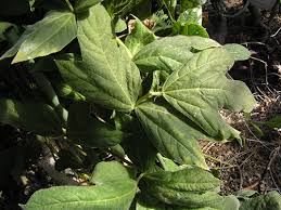 Image result for Neorautanenia ficifolia