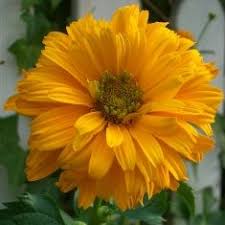 Sonnenauge Unkomplizierte Beetschonheit Sonnenauge Garten Pflanzen