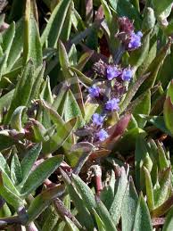 Image result for Cyanotis foecunda