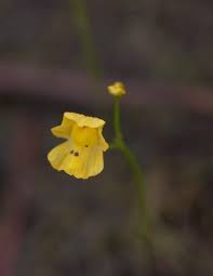 Image result for Utricularia gibba