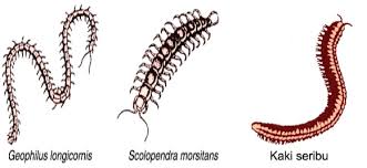 Check spelling or type a new query. Pengertian Dan Ciri Ciri Binatang Filum Arthropoda Kelas Crustacea Insecta Arachnida Dan Myriapoda Beserta Contohnya Idn Paperplane