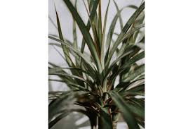 Image result for Dracaenaceae