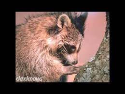 That reputation follows him from ft. Bryan Pest Control Inc Fort Walton Beach Fl 32547 1826 Youtube