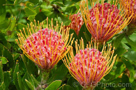 You'll see ad results based on factors like. Leucospermum Scarlet Ribbon Photo Royalty Free Leucospermum Stock Image Cfgeg26 Jpg