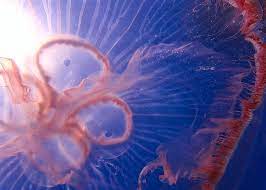 When dolphin spotters saw a sea of pink in the waters off the coast of ceredigion they thought it was. Pink Moon Jellyfish Photograph By Carol Mcgunagle