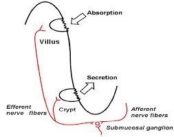 Image result for Thomandersia butayei