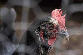 Most bird flu viruses don't infect humans, but some strains — particularly h5n1 and bird flu can't be diagnosed based on symptoms alone. Bird Flu What You Need To Know About The New Threat Heraldscotland