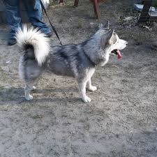 Husky puppies for adoption in ct. Dog For Adoption Champ A Husky Pomeranian Mix In Southington Ct Petfinder