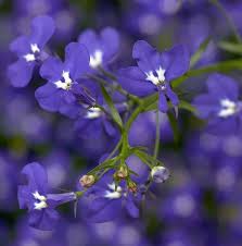 Image result for Lobelia thermalis