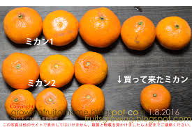 ミカンの有機栽培の記録2015年 2016年
