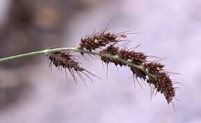 Image result for Echinochloa brevipedicellata