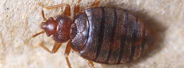 Ehrlich are the experts in bed bug control and bed bug removal service for commercial and residential properties. Bed Bug Treatment And Removal Western Exterminator