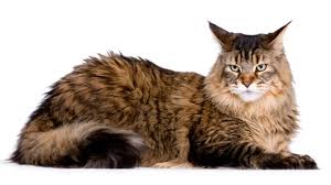 Reveal a physical address or even the names of the individuals other than a website and business name and will request large payments upfront for kittens. 12 Huge Facts About Maine Coons Mental Floss