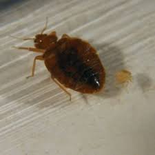 Bed Bug Black Bugs In Hair Not Lice Battling Bed Bugs In Hotels And Beyond Bed Bugs Bed Bug Extermination Infestations
