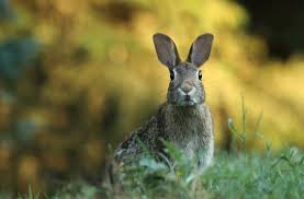 Several devices are available in the market that you can use, like fake snakes, water scarecrows, aluminum pie pans, ultrasonic. Rabbit Repellent How To Stop Rabbits From Eating Your Plants Pestkilled