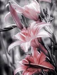 Joseph's lilies have narrower petals and sepals, and the flowers tend to stay slightly more tubular. 67 St Joseph Lilies Ideas In 2021 Beautiful Flowers Lily Lily Flower