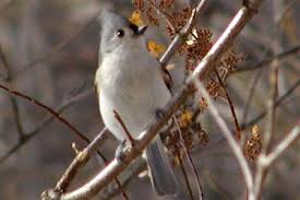 Birds Of Western North Carolina Photos Tufted Titmouse Year Round Titmouse Pet Birds Unique Animals