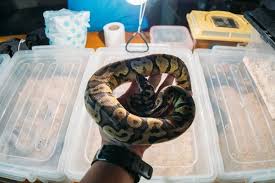 Pin On Questions And Answers About Snakes