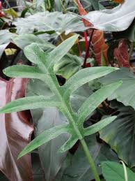 Philodendron Distantilobum Plant In 2x2x7 Pot Philodendron Plants Philodendron Plant