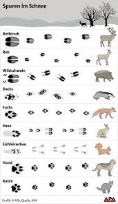 Tiere Im Schnee Wer Hinterlasst Welche Spur In 2020 Tierspuren Tiere Tierspuren Im Schnee