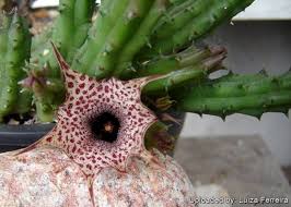 Image result for Huernia hislopii