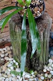 Image result for Elaphoglossum