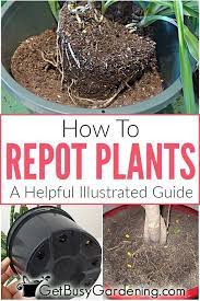 How To Repot Plants A Helpful Illustrated Guide Plants Repotting Plants Transplanting Plants