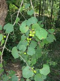 Texas wines have even won awards held elsewhere. Foraging Texas Grape Muscadine