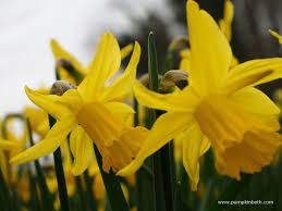 More Information About Daffodils Pumpkin Beth