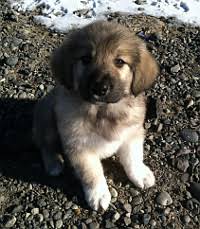 Welcome to our complete guide to the labrador newfoundland mix! Fort Causeway Farms Lovell Wy Pyrenees Newfoundland Puppies