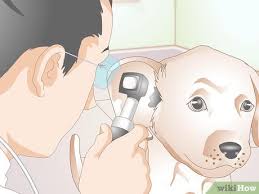 Never wipe into the ear canal. 3 Ways To Clean Puppy Ears Wikihow