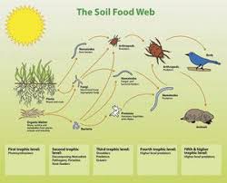 In actual aquatic habitats, many species eat more than one type of food. Soil Food Webs Microbewiki