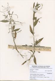 Image result for Justicia anselliana