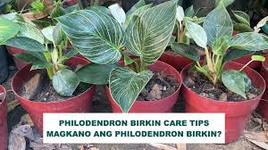How to care for birkin. Philodendron Birkin Care Tips And Tricks Cheap Birkin Vs Expensive Birkin Youtube