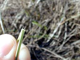 Image result for Aristida leucophaea